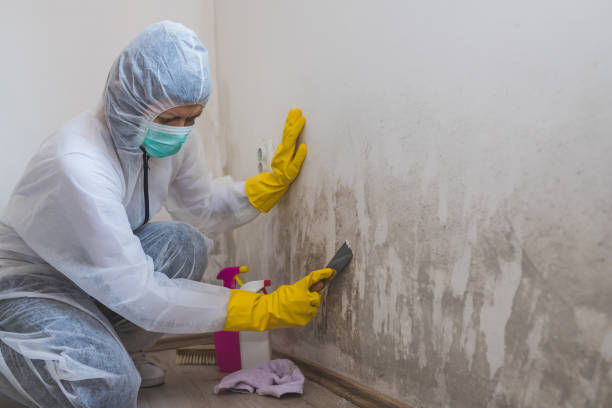 Best Black Mold Removal  in Kentfield, CA