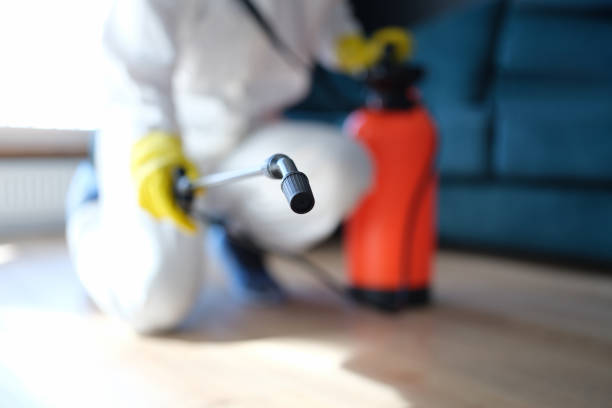 Best Attic Mold Removal  in Kentfield, CA