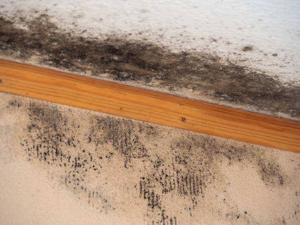 Trusted Kentfield, CA Mold Removal Experts