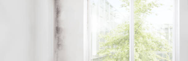 Best Residential Mold Inspection & Testing  in Kentfield, CA